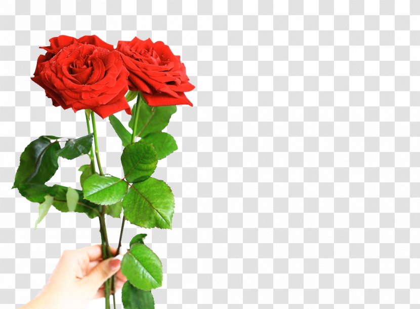Valentines Day Beach Rose Flower Gift Romance - Floral Design Transparent PNG
