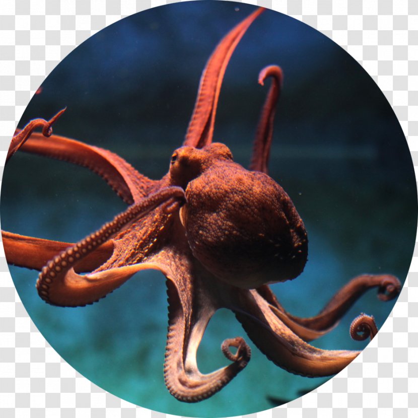 Dumbo Octopus Coleoids Underwater Tetricus - Marine Invertebrates Transparent PNG