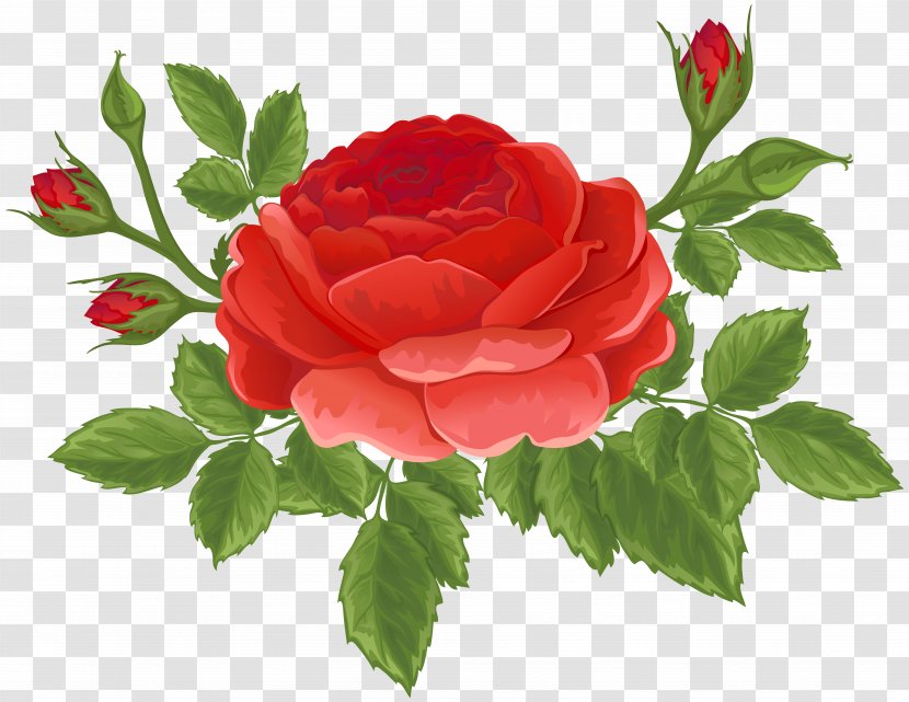 Garden Roses Centifolia Rosa Chinensis Cruz Ramirez - China Rose - Red With Buds Clip Art Image Transparent PNG