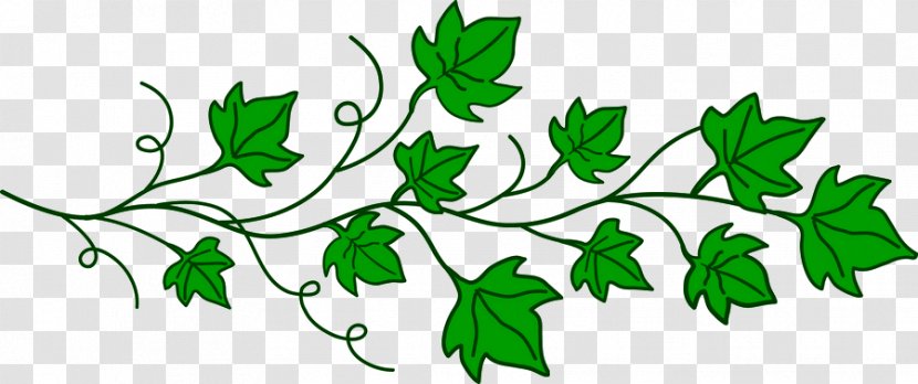 Vine Desktop Wallpaper Clip Art - Flowering Plant - Border Leaves Transparent PNG