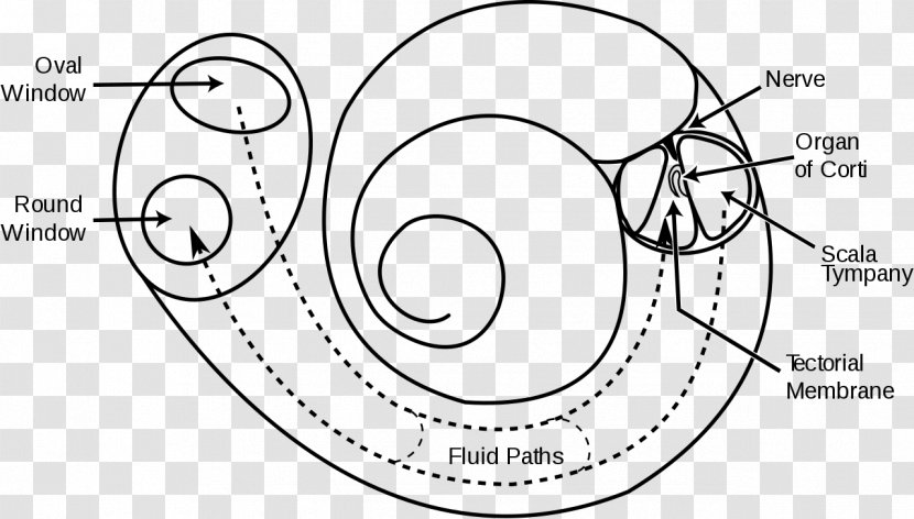 Cochlear Implant Hearing Inner Ear Psychology - Sensory Nervous System Transparent PNG