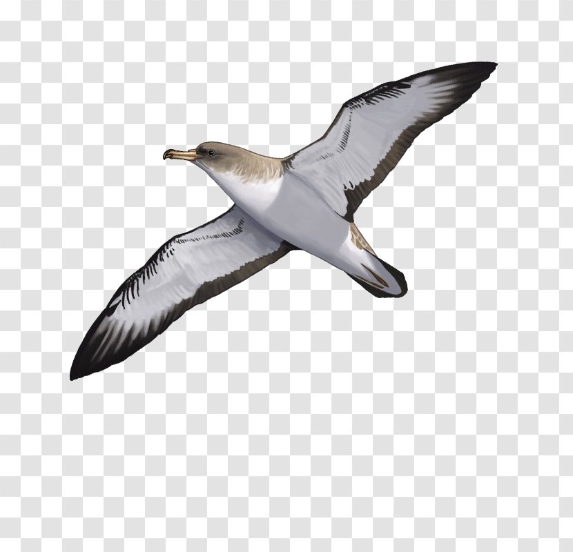 European Herring Gull Bird Berlengas Gulls Cory's Shearwater - Nest Transparent PNG