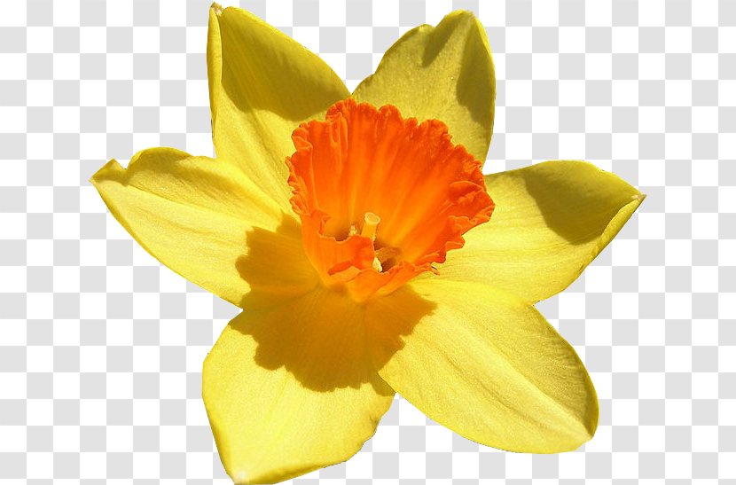 Flower Bulb Narcissus Jonquilla Amaryllidoideae Color - Amaryllis Family Transparent PNG