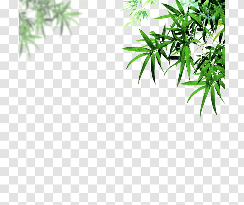 Bamboo Leaf Portable Document Format Chrysanthemum - Grass Transparent PNG