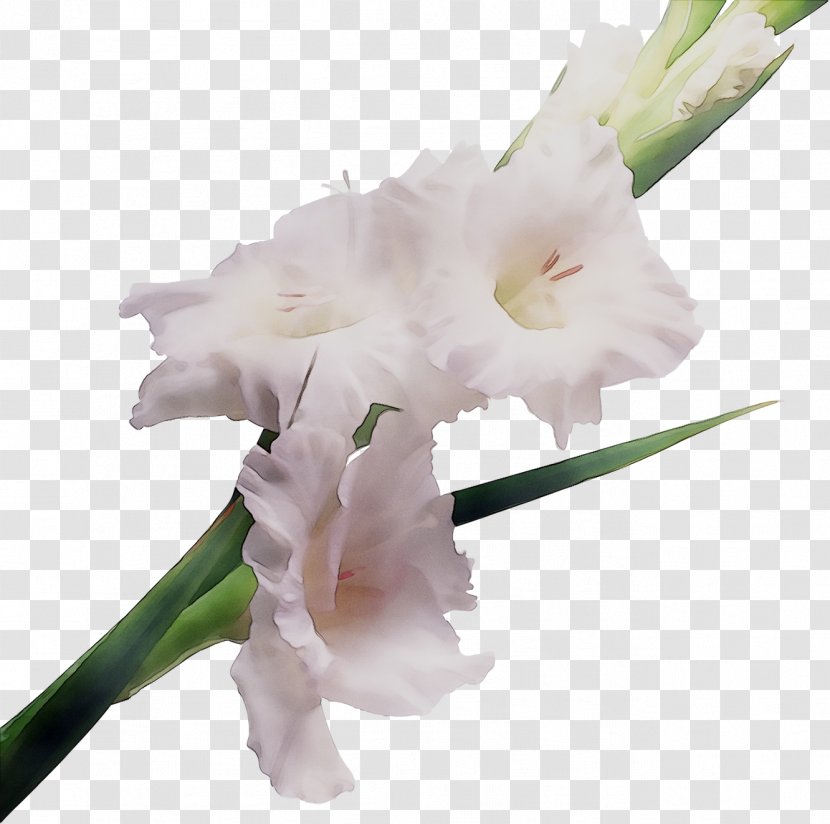 Gladiolus Cut Flowers Nizhnevartovsk Shop - Plant Stem - Dendrobium Transparent PNG
