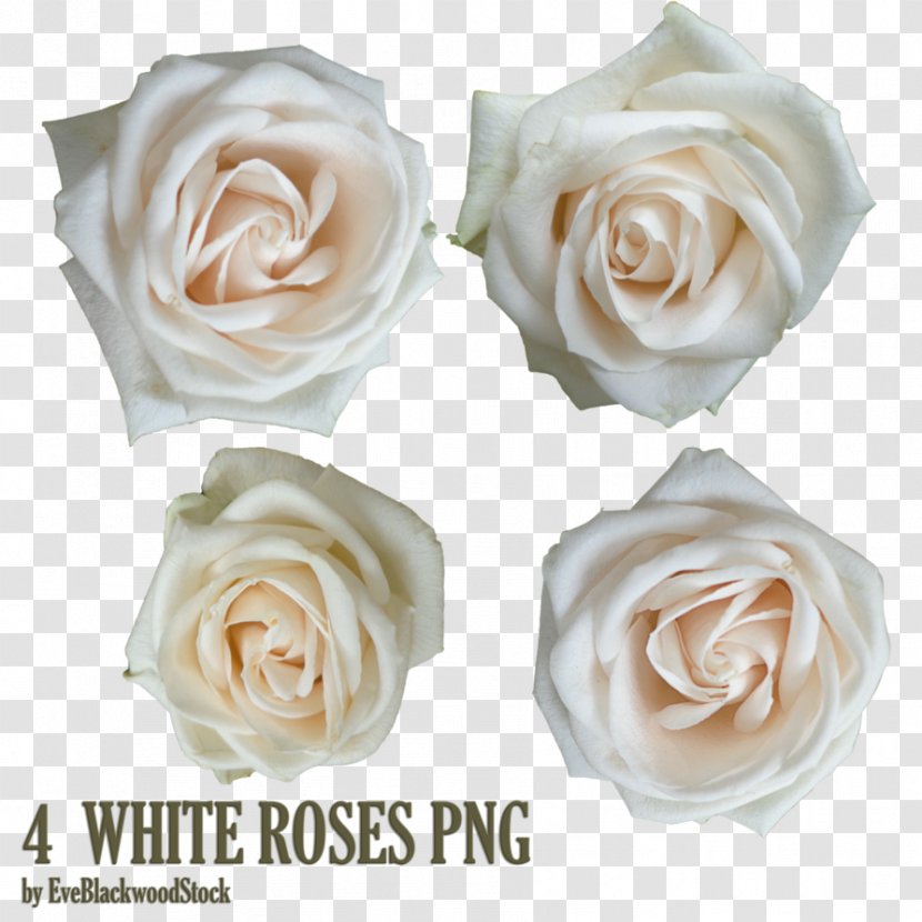 Garden Roses Android White Rose - Wilhelm Geyer Transparent PNG