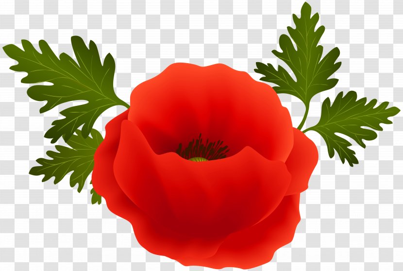 Poppy Desktop Wallpaper Flower Clip Art - Family Transparent PNG