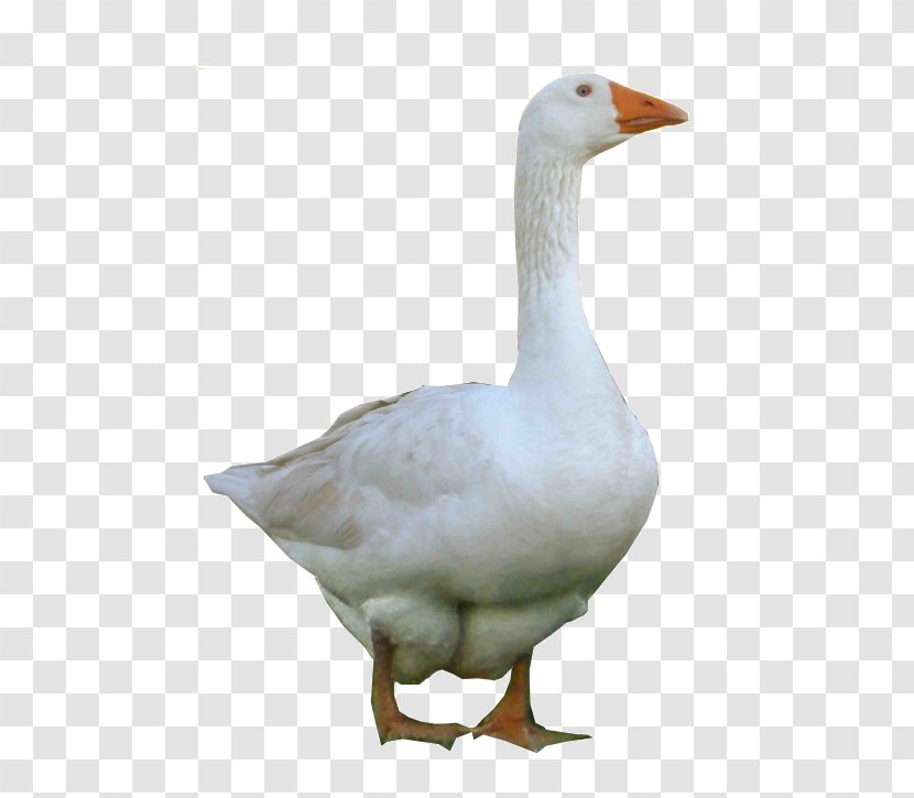 Goose Domestic Duck Image Transparent PNG