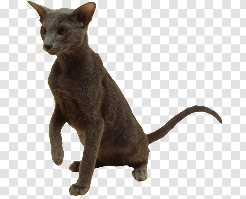 Domestic Short-haired Cat Havana Brown Burmese Korat Whiskers - Ragdoll - Kitten Transparent PNG