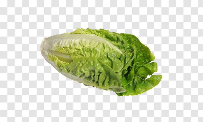 Romaine Lettuce Red Leaf Vegetarian Cuisine Wrap Food - Cabbage Transparent PNG