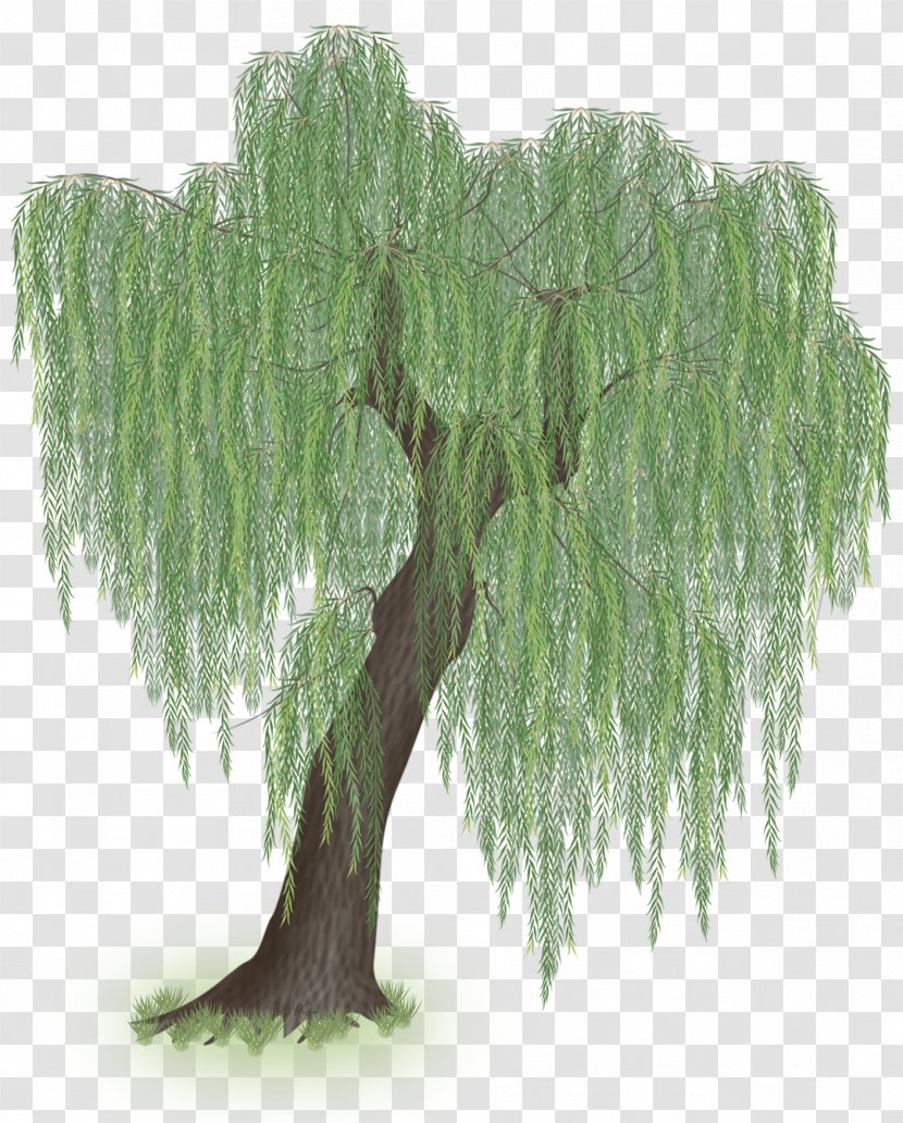 Weeping Willow Tree Trunk Branch - Vegetation Transparent PNG