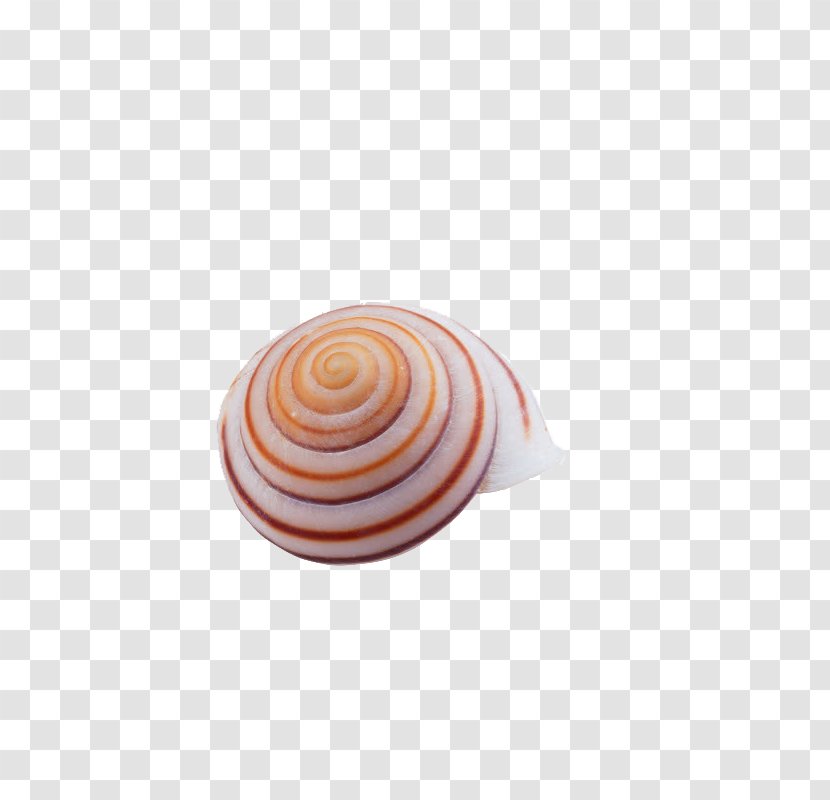 Seashell Spiral Nautilida Circle - Orange - Conch Transparent PNG
