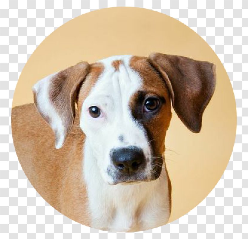 Dog Breed English Foxhound American Treeing Walker Coonhound Harrier - Companion - Cat Transparent PNG