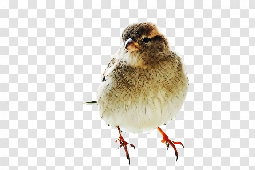 Bird Beak Perching House Sparrow Songbird - Chicken Transparent PNG