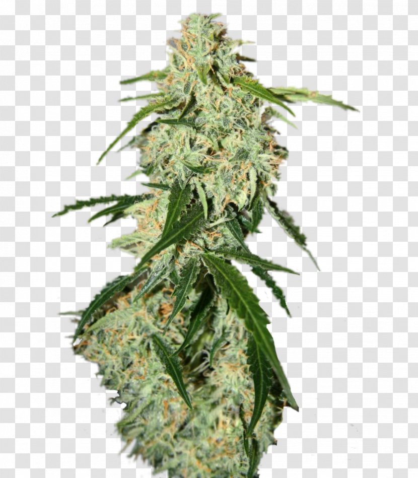 Plant Seed Skunk Feminized Cannabis White Widow - Genetics Transparent PNG