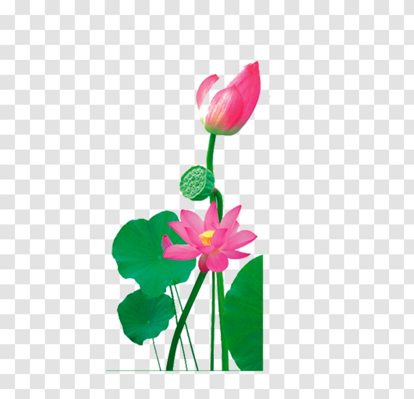 Nelumbo Nucifera Illustration - Green - Creative Flower,Lotus Transparent PNG