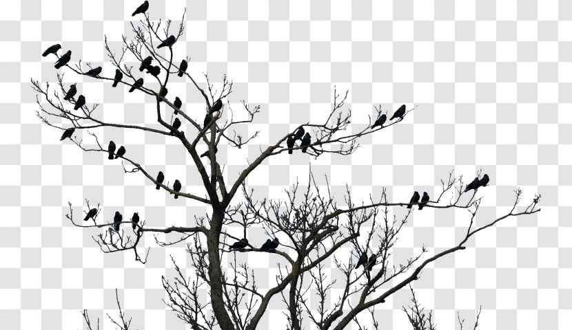 Clip Art Image Bird Transparency - Tree Transparent PNG