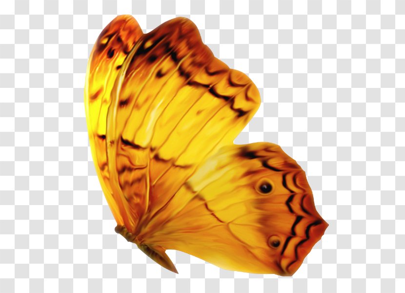 Monarch Butterfly Insect Clip Art - Papillon Transparent PNG
