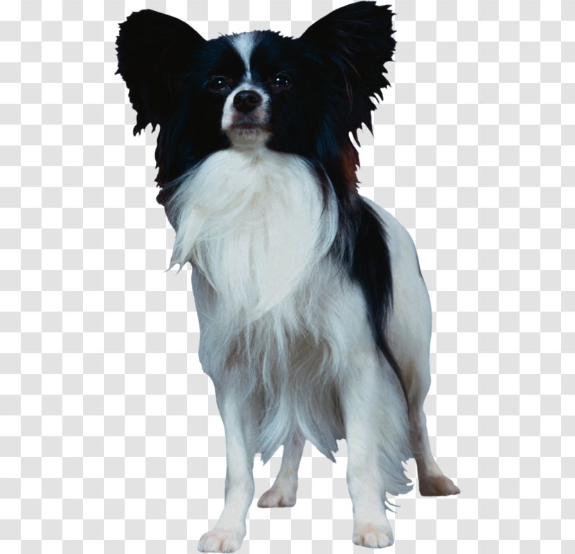 Papillon Dog Bernese Mountain Long-haired Chihuahua Pet Breed Transparent PNG