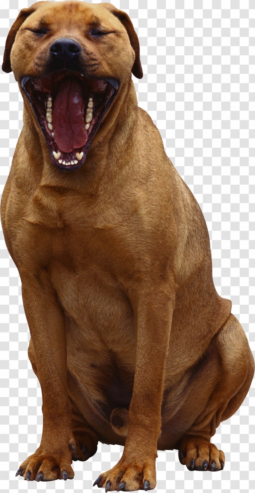 Dog Ha - Like Mammal - Cute Transparent PNG