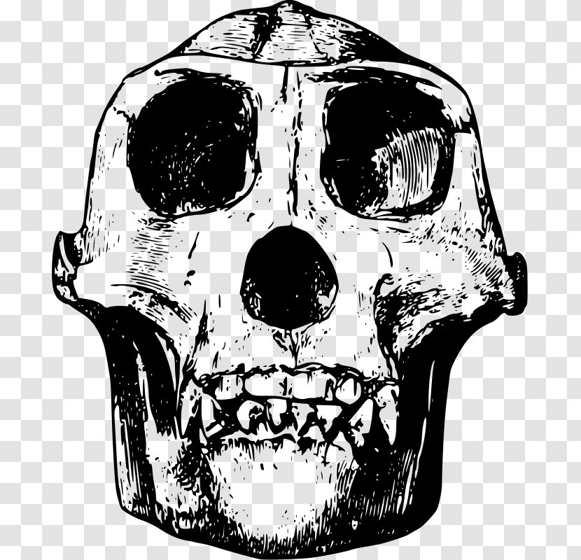 Gorilla Skull Bone Clip Art - Snout Transparent PNG