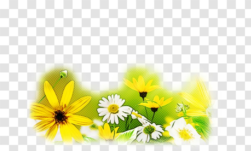 Daisy - Wildflower - Mayweed Transparent PNG