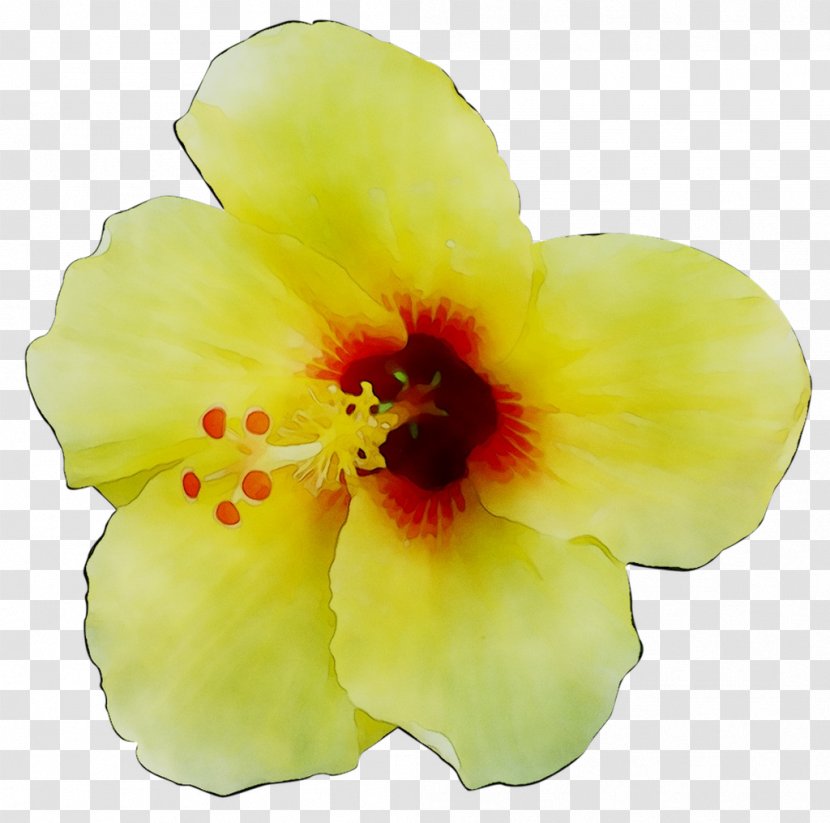 Rosemallows Yellow Herbaceous Plant Plants - Flowering Transparent PNG