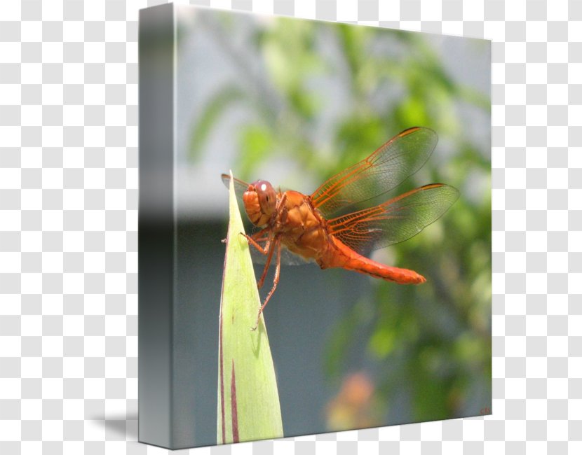 Dragonfly Insect Close-up Pest - Closeup Transparent PNG