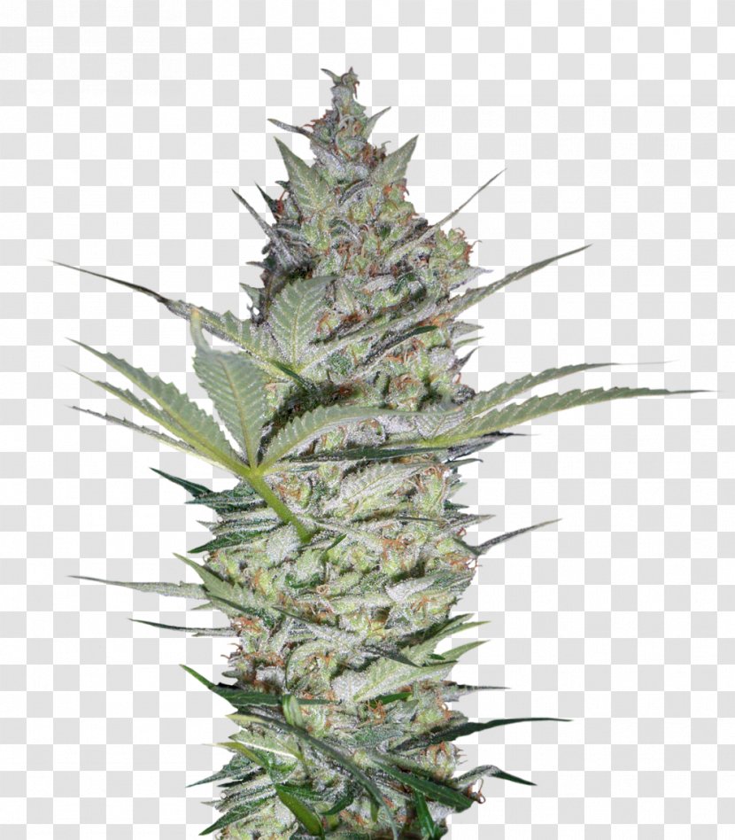 Seed Bank Cannabis Company Blossom - Cultivar - Ak 47 Transparent PNG