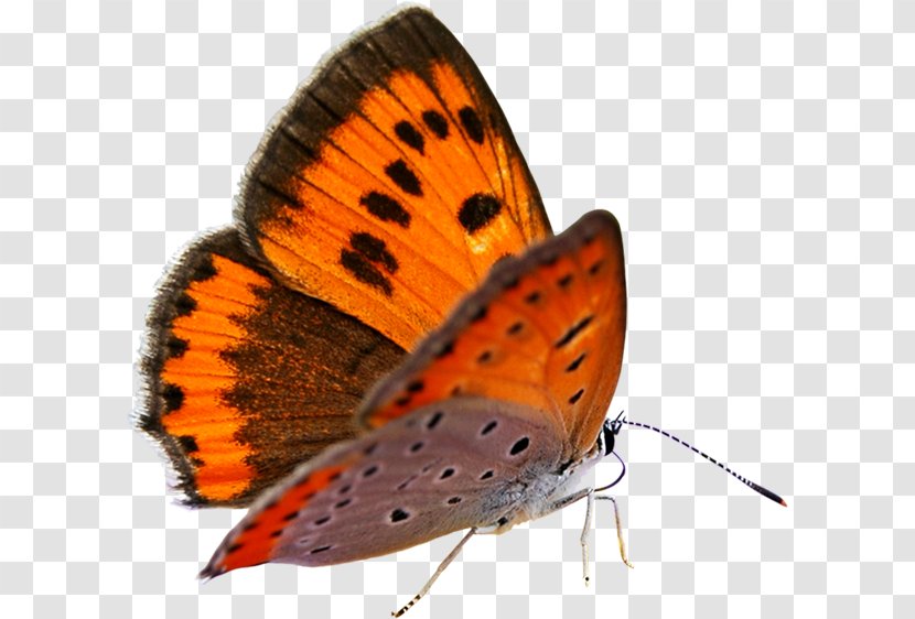 Butterfly Data Compression - Butterflies And Moths Transparent PNG