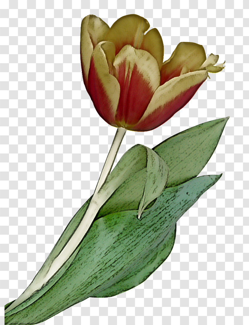 Flower Plant Tulip Petal Leaf Transparent PNG