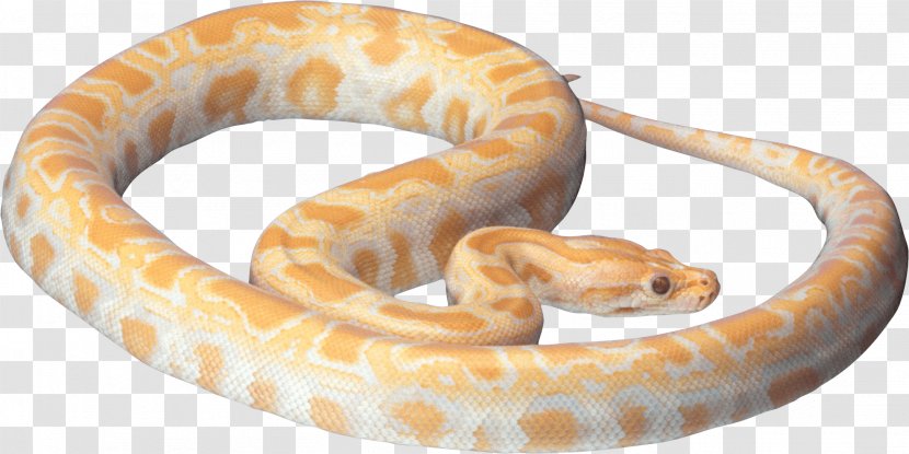 Snake Reptile - Boa Constrictor - Image Picture Download Transparent PNG