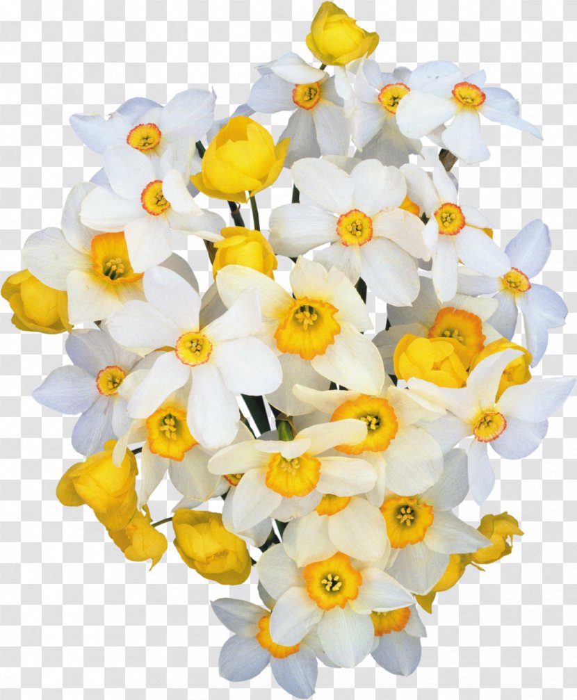 Flower Daffodil Clip Art - Flowering Plant - Wedding Transparent PNG