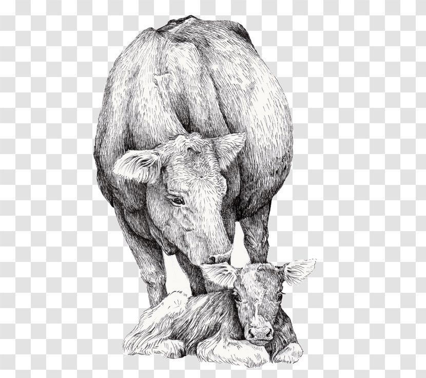 Drawing Of Family - Calf - Wildlife Bull Transparent PNG