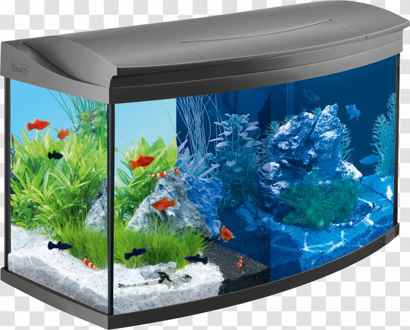 Aquarium Goldfish Tetra Liter Paludarium Transparent PNG
