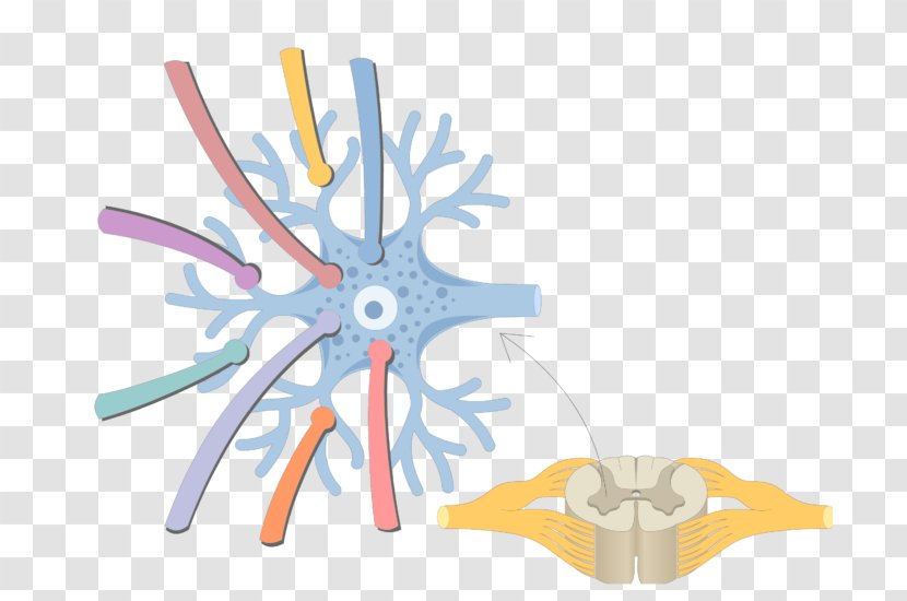 Multipolar Neuron Pseudounipolar Bipolar - Watercolor - Frame Transparent PNG