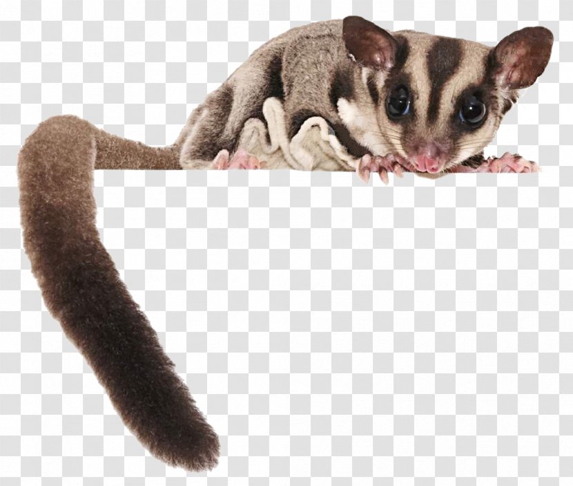 Sugar Glider Flying Squirrel Stock Photography - Pet Transparent PNG