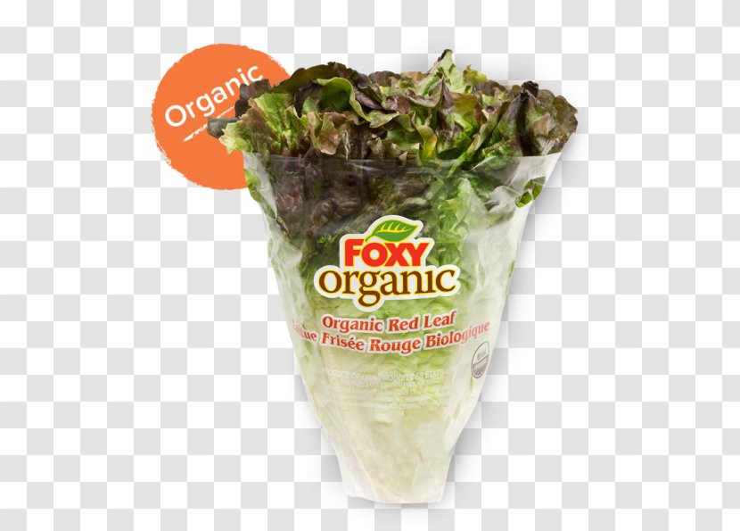 Romaine Lettuce Vegetarian Cuisine Organic Food Recipe - Vegetable - Leaf Transparent PNG