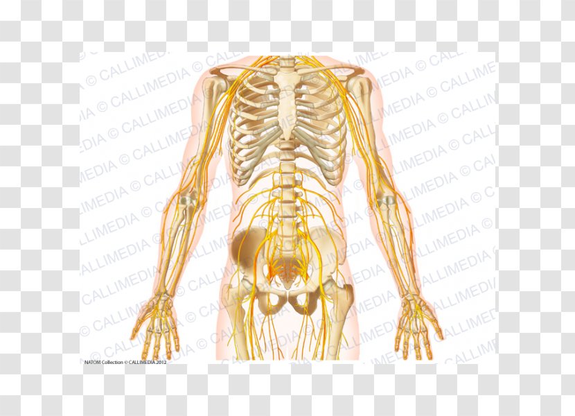 Nerve Rib Pelvis Abdomen Nervous System - Flower - Skeleton Transparent PNG