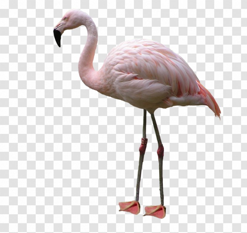 Bird American Flamingo - Photographer Transparent PNG