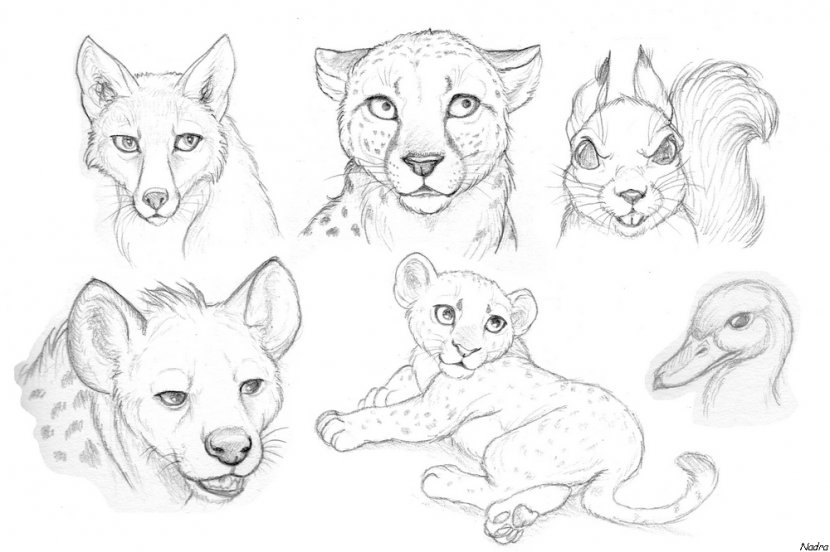 Drawing Lion Pencil Sketch - Big Cats - Drawings Of Animals Transparent PNG