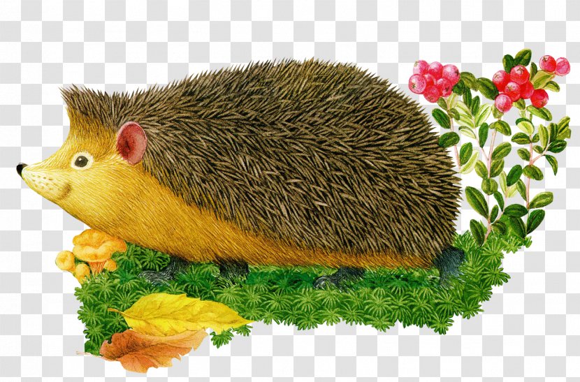 European Hedgehog Hemiechinus Desktop Wallpaper Clip Art - Mammal Transparent PNG