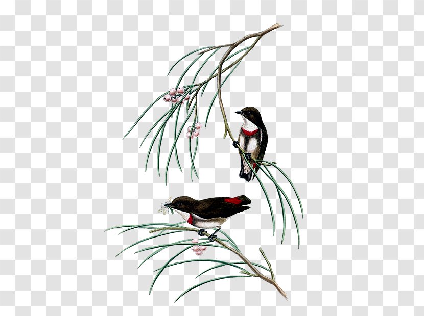 The Birds Of Australia Gongbi Painting - Fauna - Bird Transparent PNG