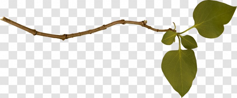 Branch Tree Clip Art - Stock Photography - Border Branches Transparent PNG