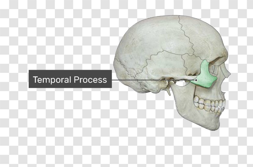 Condyloid Process Coronoid Of The Mandible Zygomatic Temporal Bone - Skull Transparent PNG