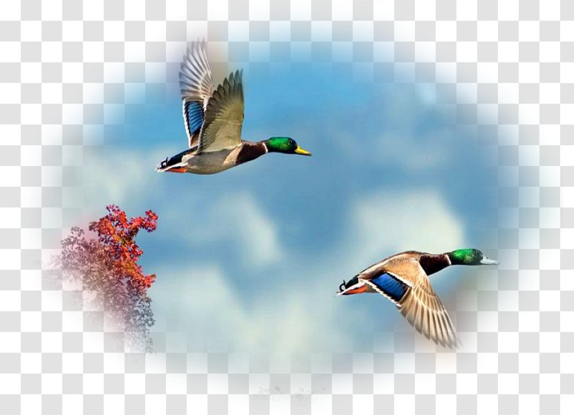 Bird Desktop Wallpaper Parrot Image Cygnini - Flight Transparent PNG