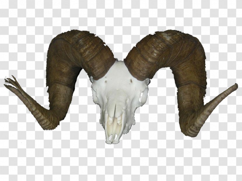 Sonora Dark Horn Adventures Deer Desert Bighorn Sheep Goat - Horns Transparent PNG