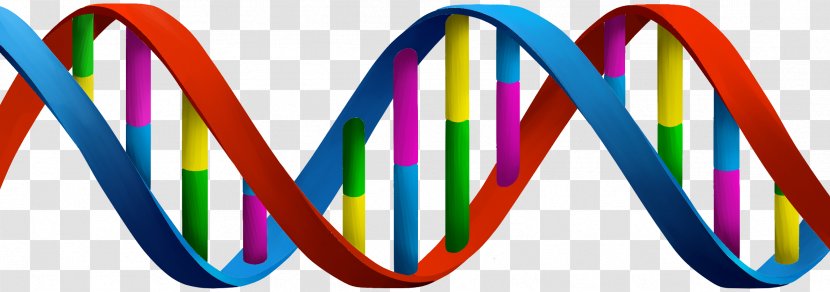 Genealogical DNA Test Cell Nucleus MSA Worldwide Transparent PNG