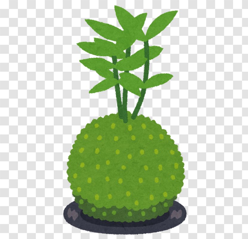 舌苔 Kokedama Bonsai Flowerpot - Moss Transparent PNG