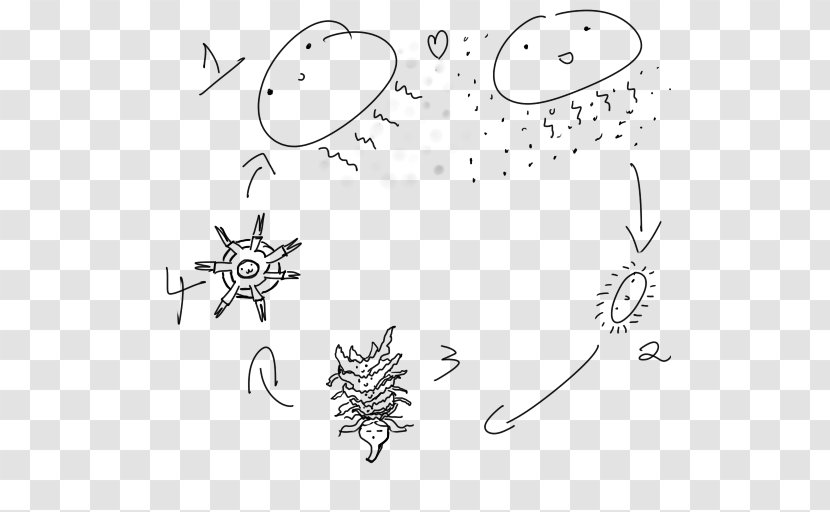Life Cycle Of A Jellyfish Drawing Biological Larva - Flower - Heart Transparent PNG